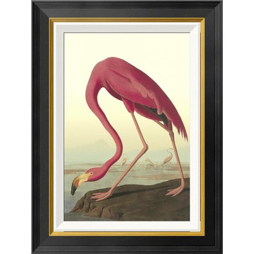 "American Flamingo" Framed Canvas Giclee by John James Audubon, 18"x24"