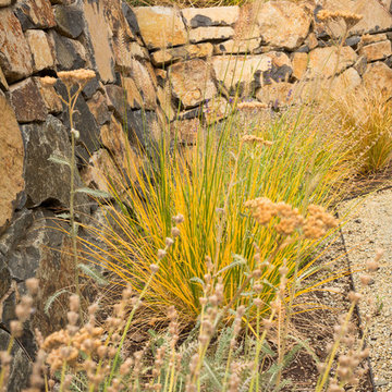 Dwarf Fountain Grass in Fall