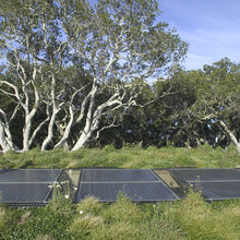 green roof