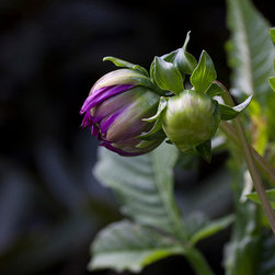 Dahlias - Home Decor