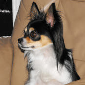 Steve Gillaspie's photo