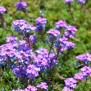 Southwestern Plants