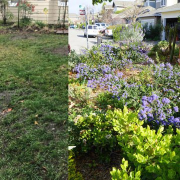 A glimpse of lawn conversion