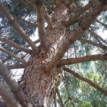 Spruce tree restoration