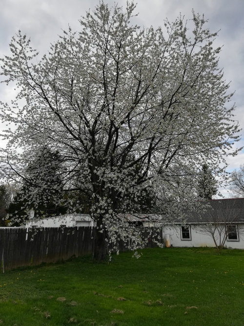 Cherry tree graft not blooming