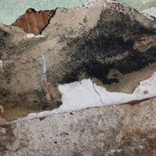 Toxic MOLD in home HELP!!!