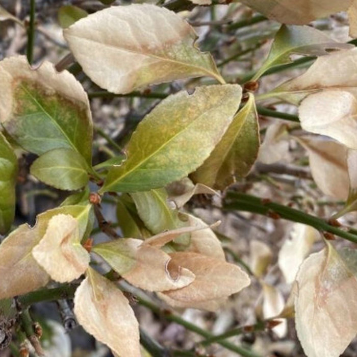 Winter Burn on Landscape Plants