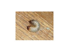 I Found a White Worm/ Grub/ Larva and I Don't Know What it is!
