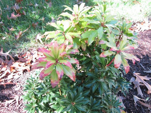 Oconee Azalea Rhododendron Flammeum