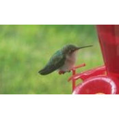 Lisa Hanley's photo