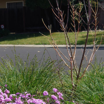 DESIGN TO COMPLIMENT MAPLE TREES