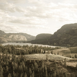 Vineyard Collection - Prints And Posters