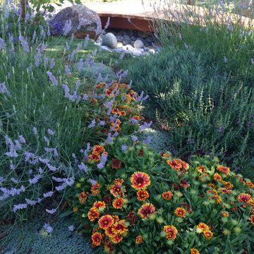 Low-Water Landscape Rebate Garden Design Featuring Lavender, San Jose, CA