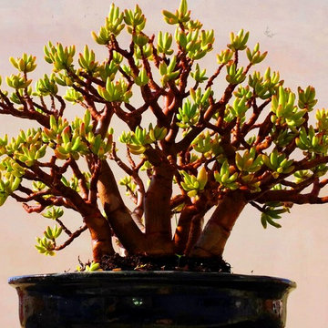 Bonsaï : création & entretien / Cas de Crassula ovata - Style Sabamiki