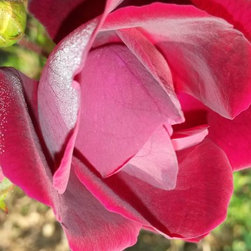 Stop And Smell The Roses - Home Decor
