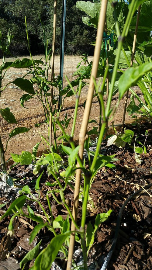 Something eating my Jalapeno Peppers + Plants!