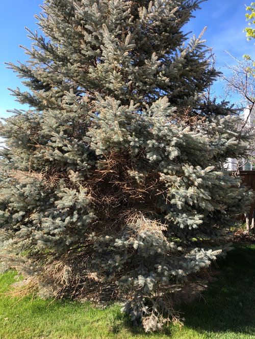 Blue Spruce Dying?!