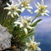 Aura Ionescu's photo