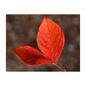 Victoria Scott's photo