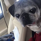 Alice Snively's photo