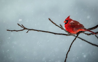 Backyard Birds: Northern Cardinals in the Snow, and Other Red Birds