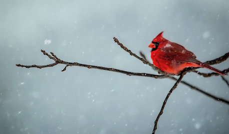 Backyard Birds: Northern Cardinals in the Snow, and Other Red Birds