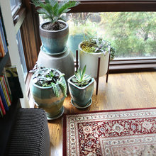 Plant decoration