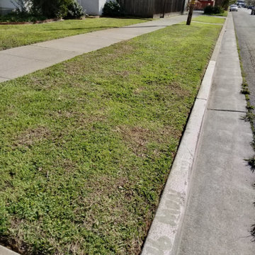 Backyard Cleanup and Tree Trimming Project