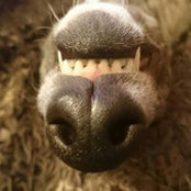 Jane Lang's photo