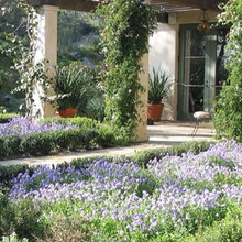 Paso landscaping - abridged
