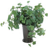 Hedera Ivy in Mint Julep Vase