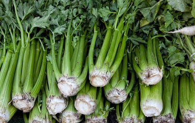 How to Grow Celery