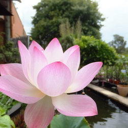 Garden Centre - Plants