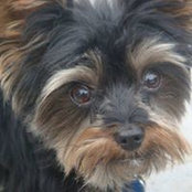 Dale DeFazio's photo