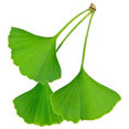 Ginkgo Group's profile photo