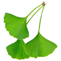 Ginkgo Group