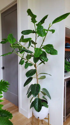 indoor plant system Everleaf Garden