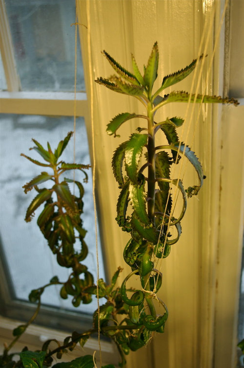 Identification of Climbing Succulent