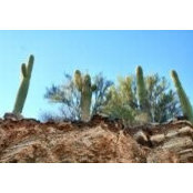 Debbie Dixon's photo