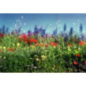 Julia Horeftari's photo