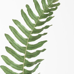 Green fern - Prints And Posters