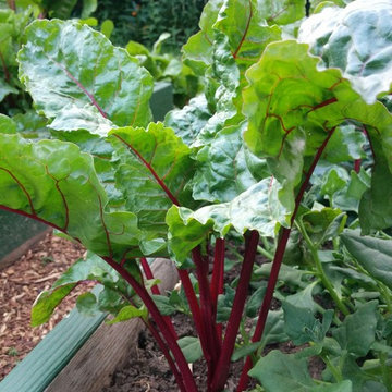 Demonstration Gardens