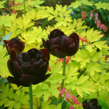 Plant Combinations