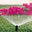 Calgary Irrigation Service Ltd.