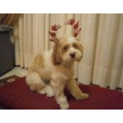 Morfia Argyrou's photo