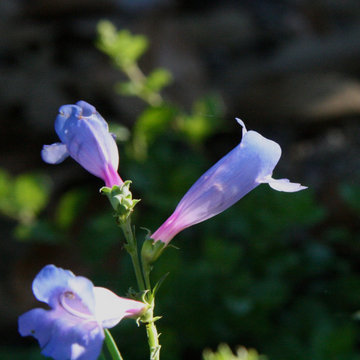 At Home in a Natural California Garden