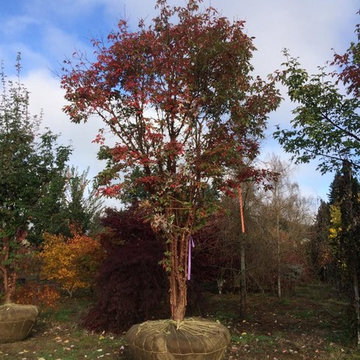 Fall Harvest- Paperbark Maple