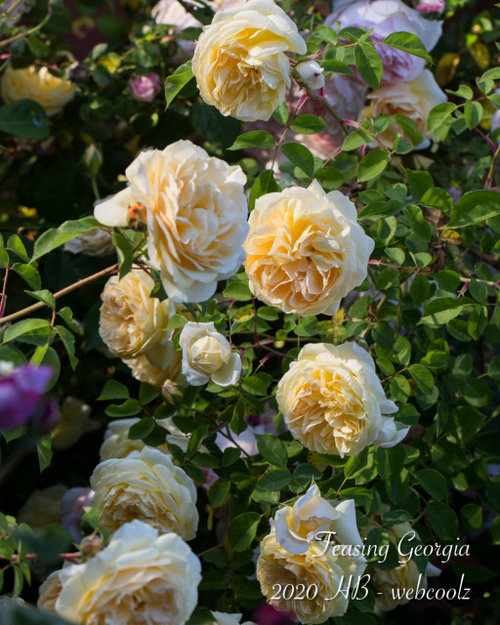 Teasing & Strawberry Hill, two perfect roses in my garden