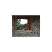 rachel Williams's photo