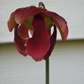 Layne Hamilton's photo
